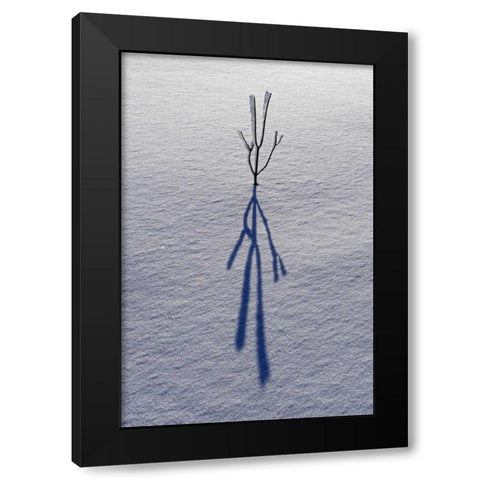 Canada, Ontario, Bourget Plant shadow on snow Black Modern Wood Framed Art Print with Double Matting by Grandmaison, Mike