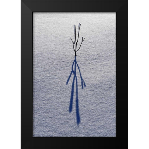 Canada, Ontario, Bourget Plant shadow on snow Black Modern Wood Framed Art Print by Grandmaison, Mike