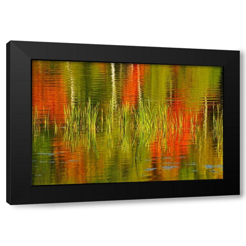Canada, Baysville Cattails and fall reflections Black Modern Wood Framed Art Print with Double Matting by Grandmaison, Mike