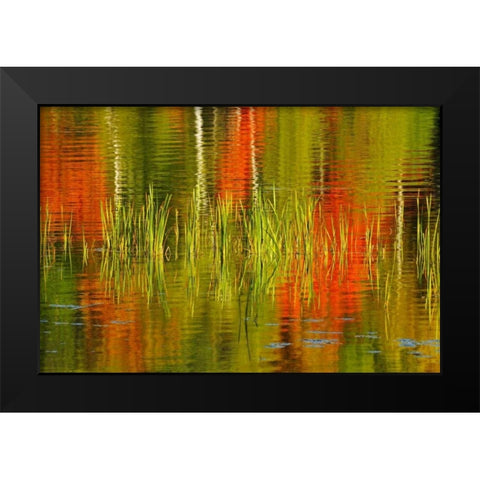 Canada, Baysville Cattails and fall reflections Black Modern Wood Framed Art Print by Grandmaison, Mike