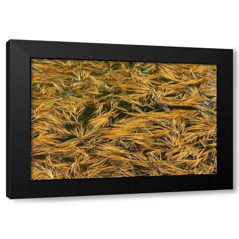 Canada, Ontario Fallen pine needles in water Black Modern Wood Framed Art Print by Grandmaison, Mike