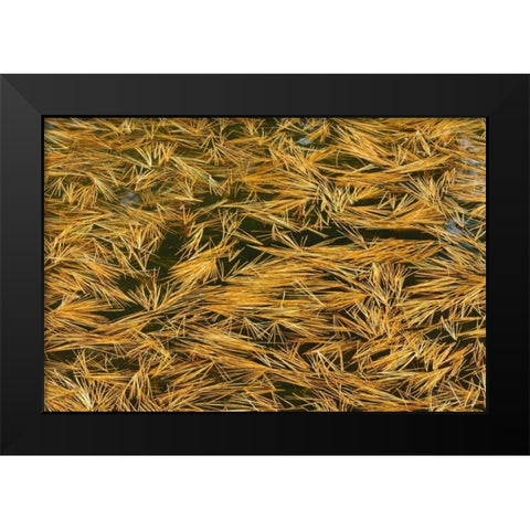 Canada, Ontario Fallen pine needles in water Black Modern Wood Framed Art Print by Grandmaison, Mike