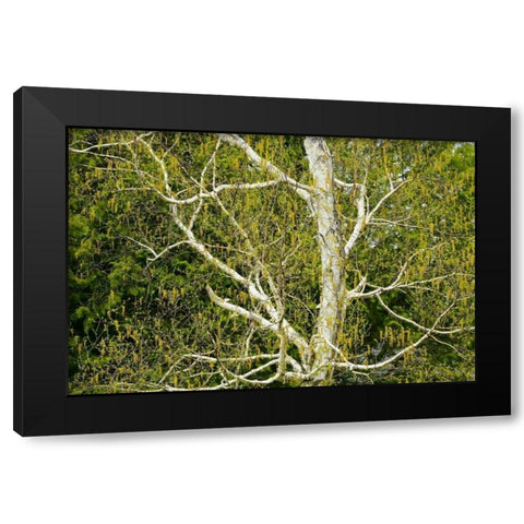 Canada, Dorset Birch tree with catkins in spring Black Modern Wood Framed Art Print with Double Matting by Grandmaison, Mike