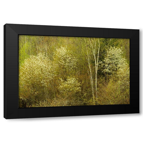 Canada, Utterson Serviceberry in spring foliage Black Modern Wood Framed Art Print with Double Matting by Grandmaison, Mike