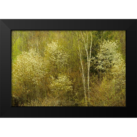 Canada, Utterson Serviceberry in spring foliage Black Modern Wood Framed Art Print by Grandmaison, Mike