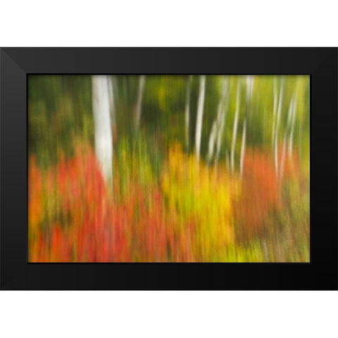 Canada, Ontario, Algonquin PP Autumn scenic Black Modern Wood Framed Art Print by Grandmaison, Mike