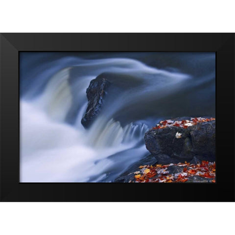 Canada, Emsdale Maple leaves by Magnetewan River Black Modern Wood Framed Art Print by Grandmaison, Mike