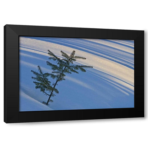 Canada, Ontario Balsam fir sapling in snow Black Modern Wood Framed Art Print by Grandmaison, Mike