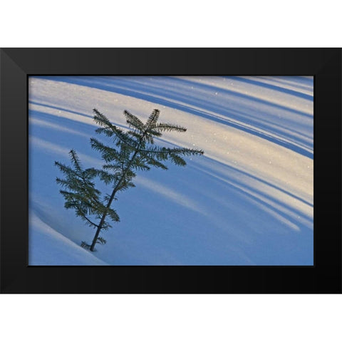 Canada, Ontario Balsam fir sapling in snow Black Modern Wood Framed Art Print by Grandmaison, Mike