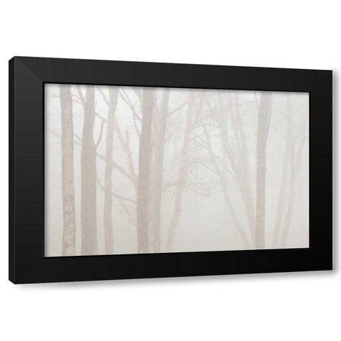 Canada, Ontario Trees in fog by Lake Superior Black Modern Wood Framed Art Print by Grandmaison, Mike