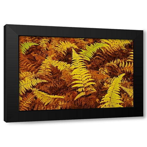 Canada, Ontario, Baysville Wood ferns in autumn Black Modern Wood Framed Art Print by Grandmaison, Mike