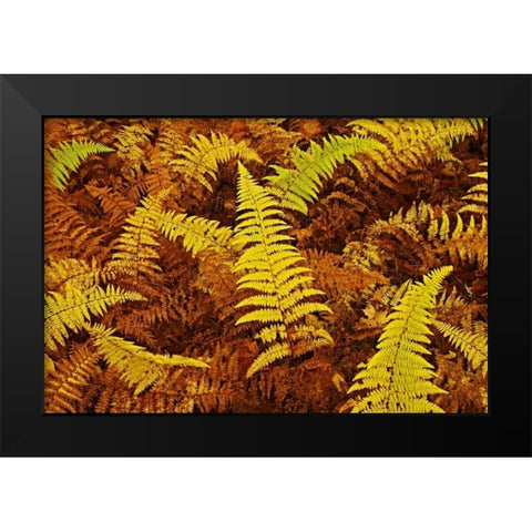 Canada, Ontario, Baysville Wood ferns in autumn Black Modern Wood Framed Art Print by Grandmaison, Mike