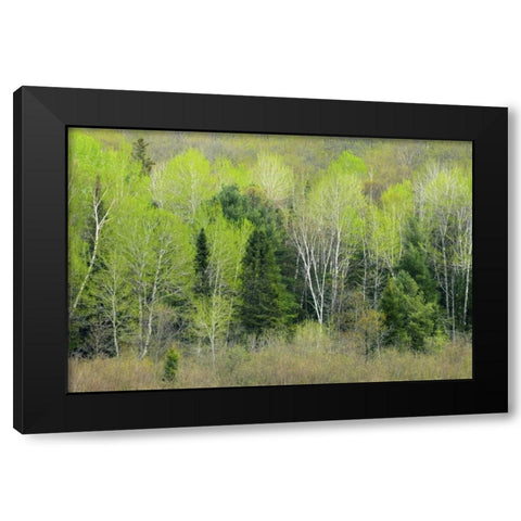 Canada, Ontario, Utterson Forest in spring Black Modern Wood Framed Art Print with Double Matting by Grandmaison, Mike