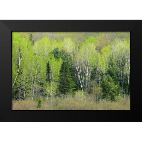 Canada, Ontario, Utterson Forest in spring Black Modern Wood Framed Art Print by Grandmaison, Mike
