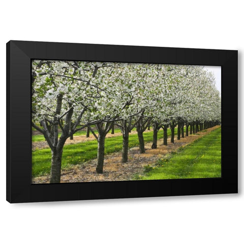 Canada, Ontario Apple orchard in bloom Black Modern Wood Framed Art Print with Double Matting by Grandmaison, Mike