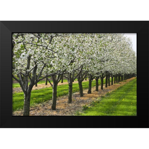 Canada, Ontario Apple orchard in bloom Black Modern Wood Framed Art Print by Grandmaison, Mike