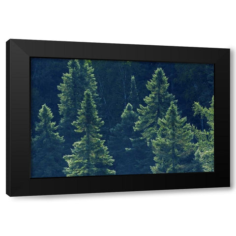 Canada, Algonquin PP Black spruce trees backlit Black Modern Wood Framed Art Print by Grandmaison, Mike