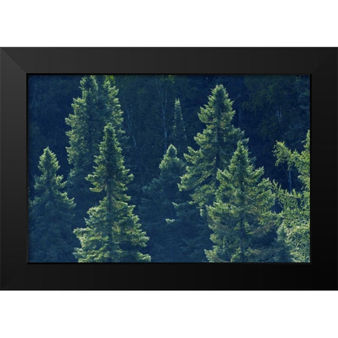 Canada, Algonquin PP Black spruce trees backlit Black Modern Wood Framed Art Print by Grandmaison, Mike