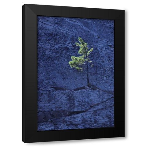 Canada, Ontario Pine tree growing in a rock Black Modern Wood Framed Art Print with Double Matting by Grandmaison, Mike