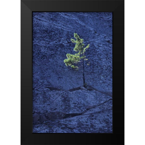 Canada, Ontario Pine tree growing in a rock Black Modern Wood Framed Art Print by Grandmaison, Mike