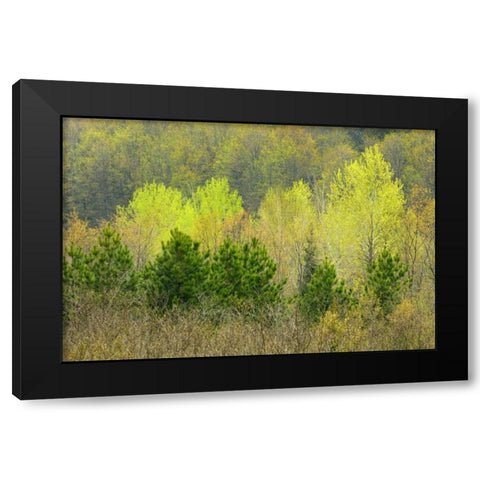 Canada, Rosseau Scots pine in spring foliage Black Modern Wood Framed Art Print with Double Matting by Grandmaison, Mike