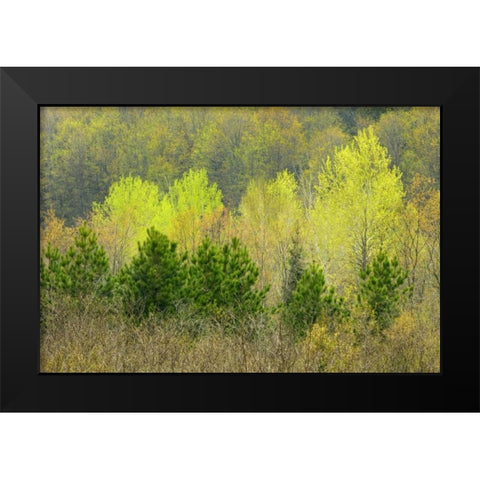 Canada, Rosseau Scots pine in spring foliage Black Modern Wood Framed Art Print by Grandmaison, Mike