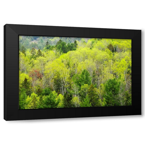 Canada, Ontario, Rosseau Mixed-wood forest Black Modern Wood Framed Art Print by Grandmaison, Mike
