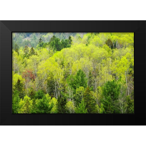 Canada, Ontario, Rosseau Mixed-wood forest Black Modern Wood Framed Art Print by Grandmaison, Mike