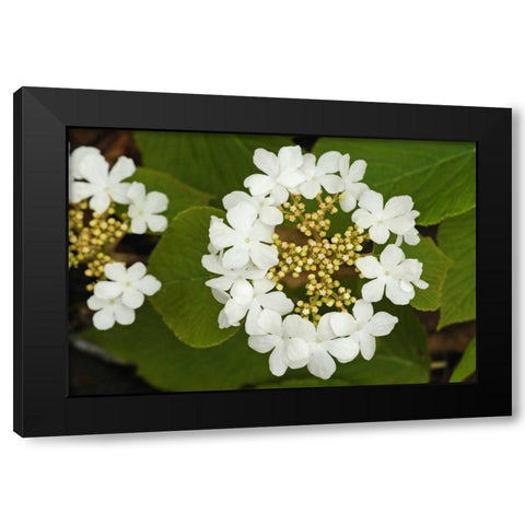 Canada, Dorset Flowers on hobblebush shrub Black Modern Wood Framed Art Print by Grandmaison, Mike