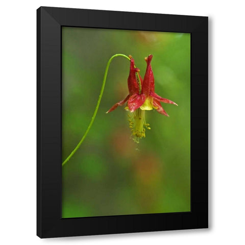 Canada, Thousand Islands NP Columbine flower Black Modern Wood Framed Art Print with Double Matting by Grandmaison, Mike