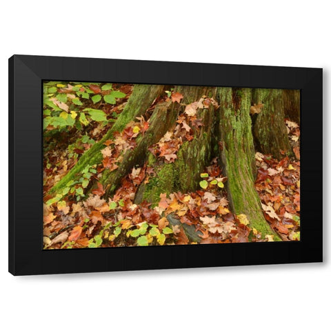 Canada, Ontario, Autumn leaves cover base of tree Black Modern Wood Framed Art Print with Double Matting by Grandmaison, Mike
