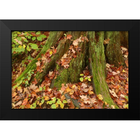 Canada, Ontario, Autumn leaves cover base of tree Black Modern Wood Framed Art Print by Grandmaison, Mike