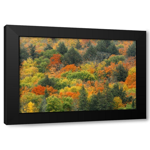Canada, Algonquin PP Hill in autumn foliage Black Modern Wood Framed Art Print by Grandmaison, Mike
