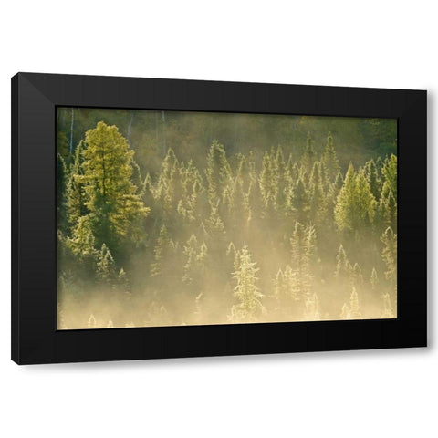 Canada, Worthington Conifers in morning fog Black Modern Wood Framed Art Print with Double Matting by Grandmaison, Mike