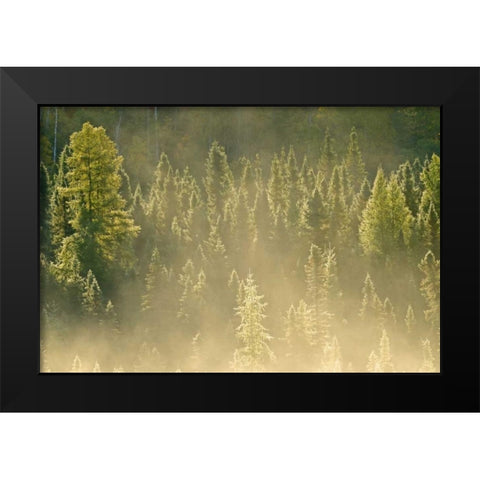Canada, Worthington Conifers in morning fog Black Modern Wood Framed Art Print by Grandmaison, Mike