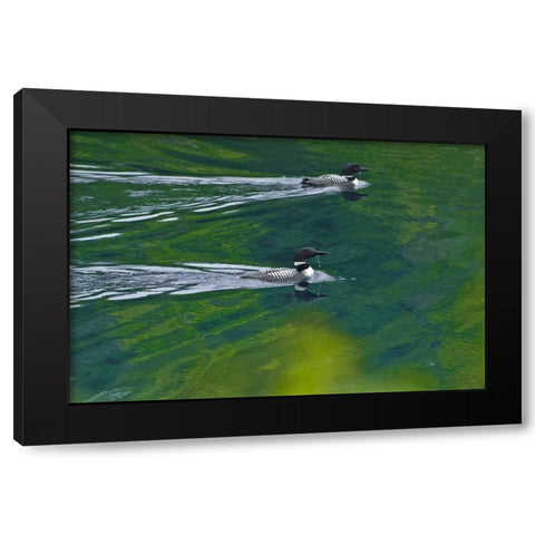 Canada, Ontario Common loons on Killarney Lake Black Modern Wood Framed Art Print by Grandmaison, Mike