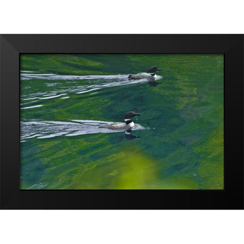 Canada, Ontario Common loons on Killarney Lake Black Modern Wood Framed Art Print by Grandmaison, Mike