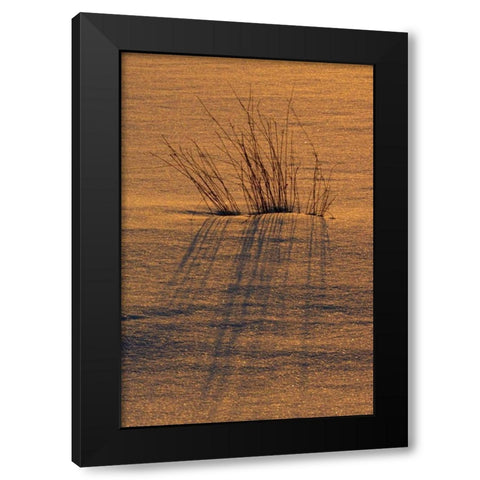 Canada, Ontario, Hope Bay Grasses at sunset Black Modern Wood Framed Art Print with Double Matting by Grandmaison, Mike