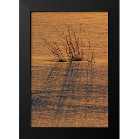 Canada, Ontario, Hope Bay Grasses at sunset Black Modern Wood Framed Art Print by Grandmaison, Mike