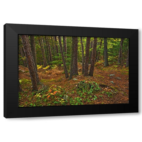 Canada Red pine forest on Granite Ridge Trail Black Modern Wood Framed Art Print by Grandmaison, Mike