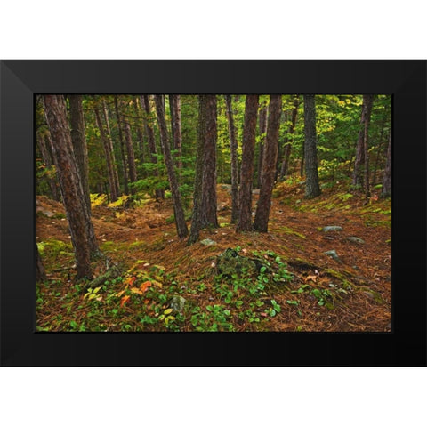 Canada Red pine forest on Granite Ridge Trail Black Modern Wood Framed Art Print by Grandmaison, Mike