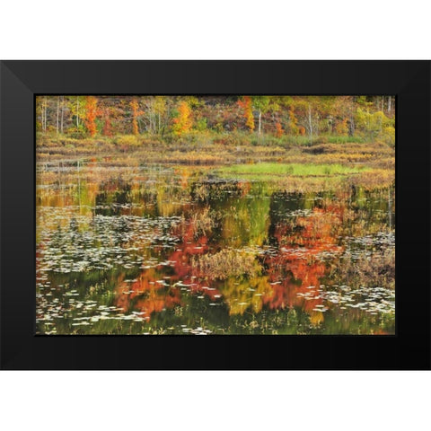 Canada, Minden Reflection of autumn  in pond Black Modern Wood Framed Art Print by Grandmaison, Mike