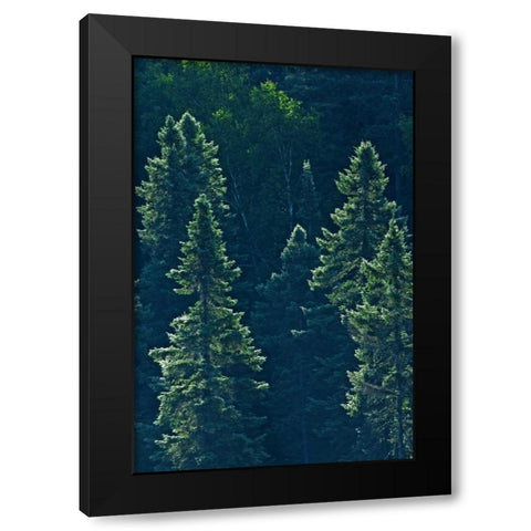 Canada, Algonquin PP Black spruce trees backlit Black Modern Wood Framed Art Print by Grandmaison, Mike