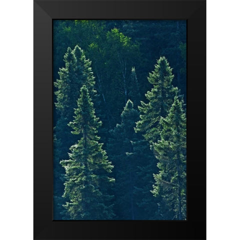 Canada, Algonquin PP Black spruce trees backlit Black Modern Wood Framed Art Print by Grandmaison, Mike