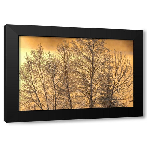 Canada, Ear Falls Poplar in hoarfrost at sunrise Black Modern Wood Framed Art Print with Double Matting by Grandmaison, Mike