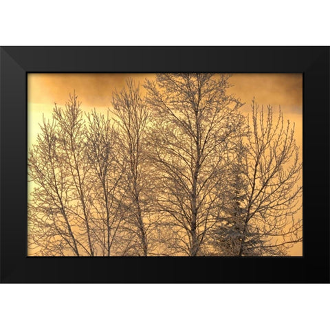 Canada, Ear Falls Poplar in hoarfrost at sunrise Black Modern Wood Framed Art Print by Grandmaison, Mike