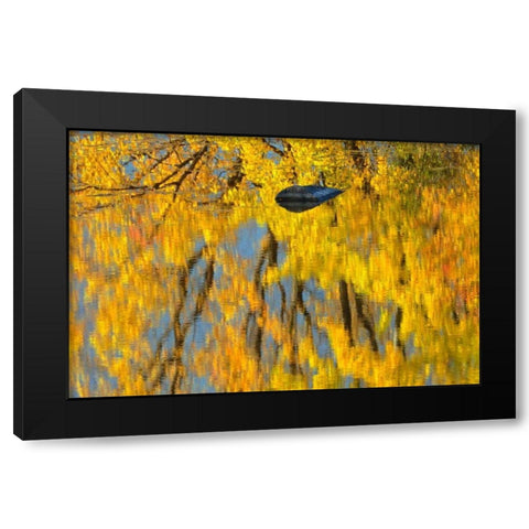 Canada, Ontario, Whitefish Vermilion River, fall Black Modern Wood Framed Art Print with Double Matting by Grandmaison, Mike