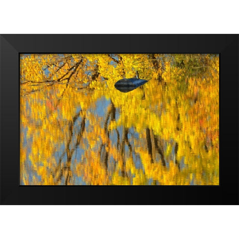 Canada, Ontario, Whitefish Vermilion River, fall Black Modern Wood Framed Art Print by Grandmaison, Mike
