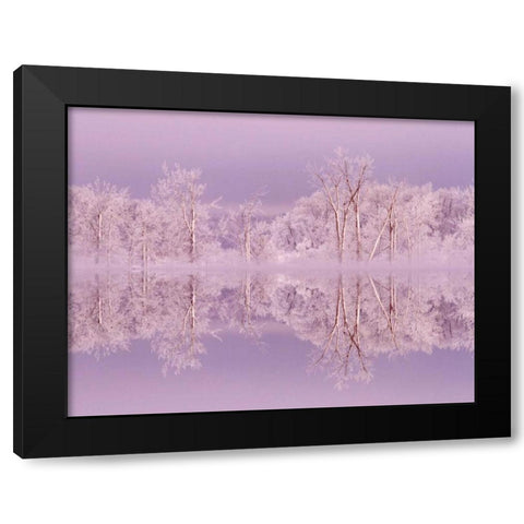 Canada, Ottawa Frosted trees by Shirleys Bay Black Modern Wood Framed Art Print by Young, Bill