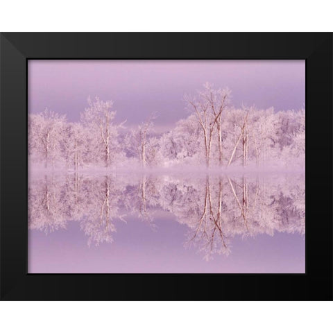 Canada, Ottawa Frosted trees by Shirleys Bay Black Modern Wood Framed Art Print by Young, Bill